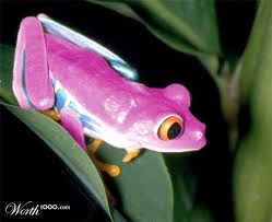 katak oh katak ong! ong! ong!..