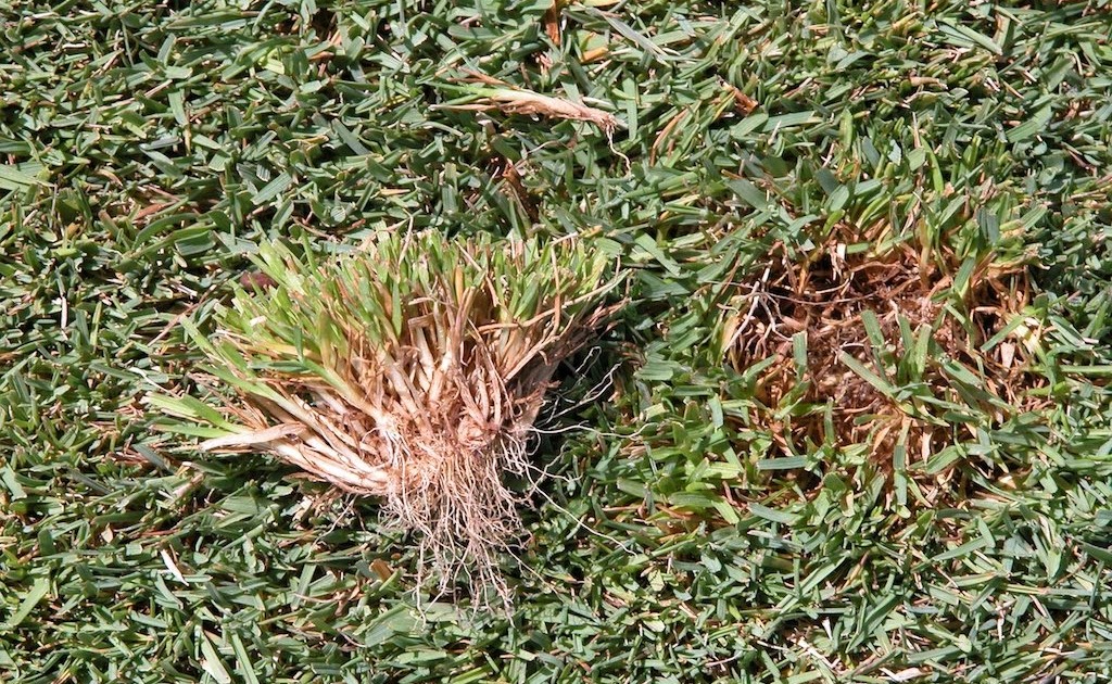 Turfgrass disease updates for golf courses Are your greens yellow?