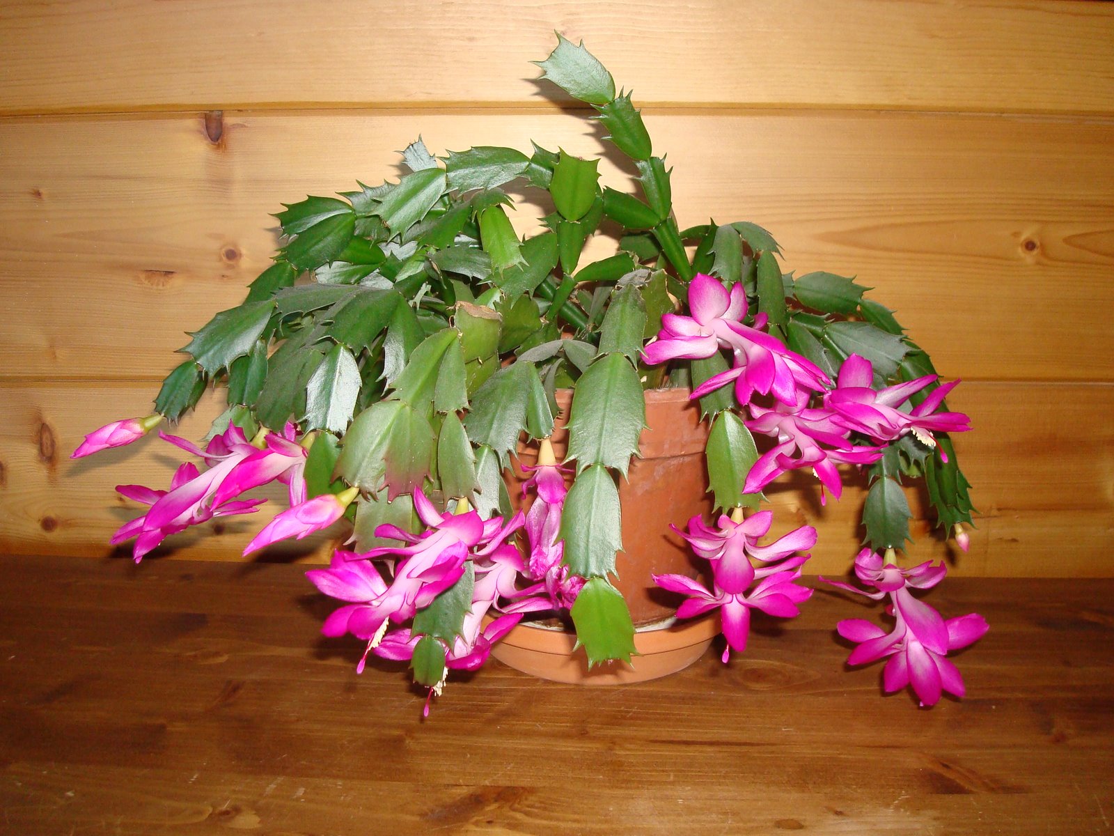 [DSC02730.JPG]