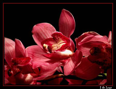 orquidea