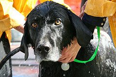 [dog+wash.jpg]