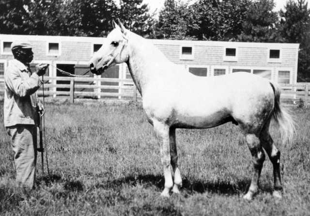 Banu Sanhadja Breeding focus Bani Sham Arabians