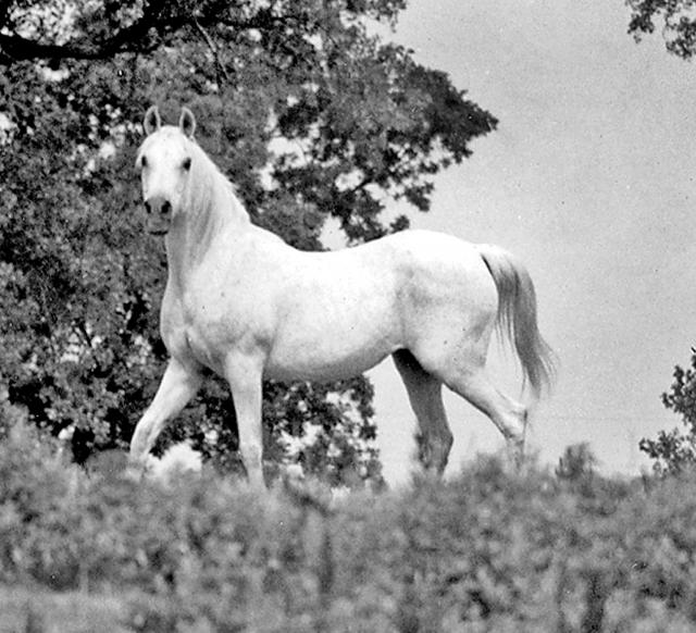 Banu Sanhadja Breeding focus Syrian blood lines