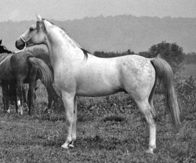 Banu Sanhadja Breeding focus Syrian blood lines