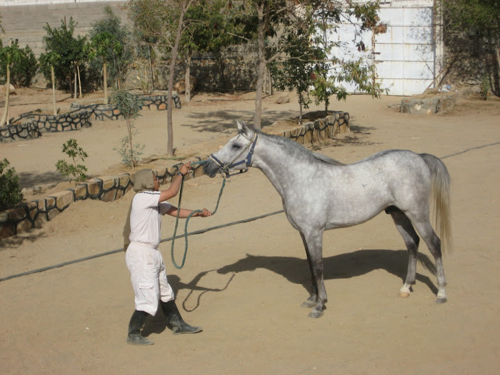 Banu Sanhadja Breeding focus on Syrian Arabians