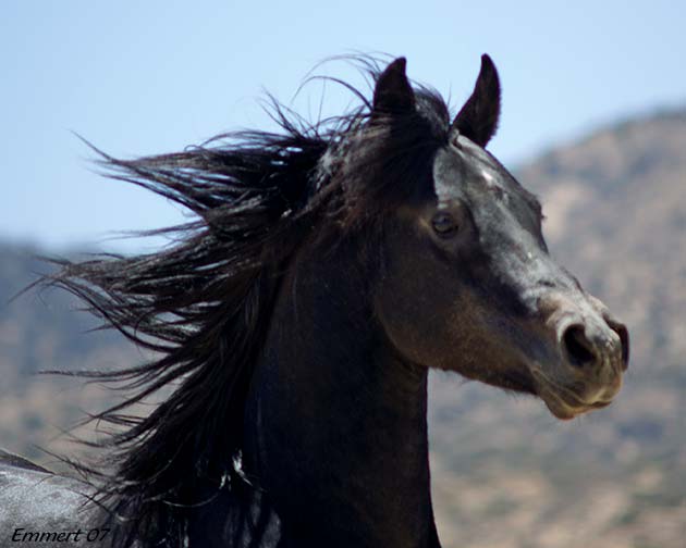 Banu Sanhadja Breeding focus bani Sham Arabians