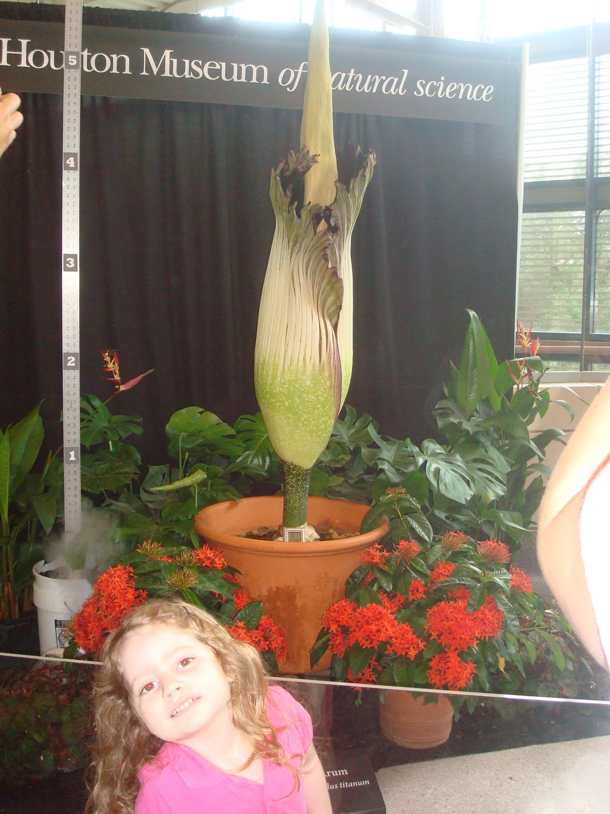 We went to see Lois the corpse