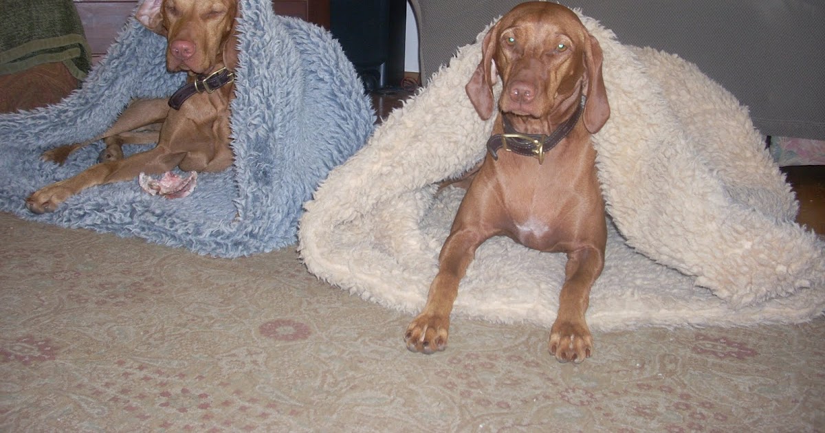 redbirddog a hungarian pointer (vizsla) blog Sleeping bags for Vizslas