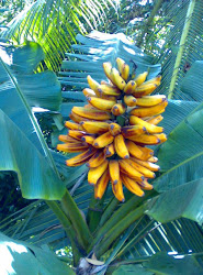 Pisang Tongka Langit