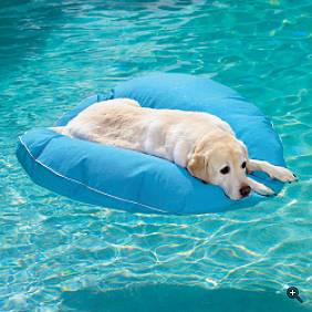 Dog Float