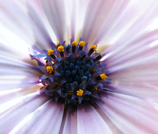 fiore nel fiore