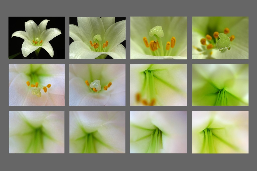 Where in the World is Juergen? The Art of Flower Photography published