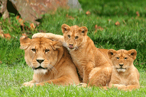 ZOO DE CERZA  AU ALENTOUR DE LISIEUX