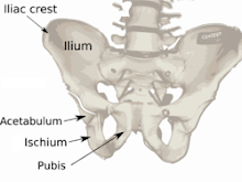 Iliac crest