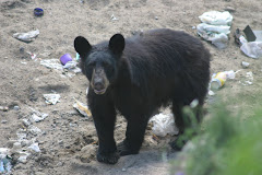 Young Bear Algonquin Park