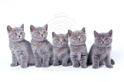 Grey British Shorthair