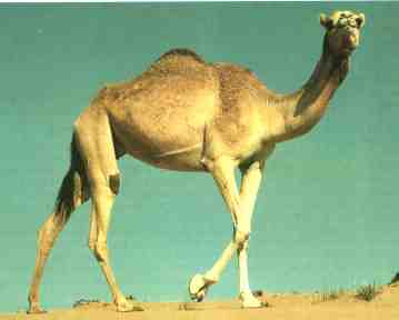 Animales Animales