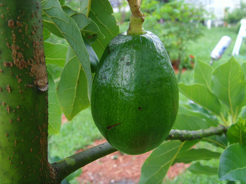 The Plant Princess Avocado Tree from Home Depot