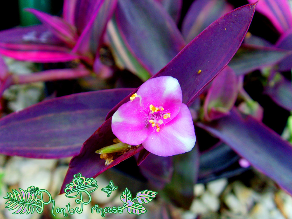 The Plant Princess Variegated Purple Queen!
