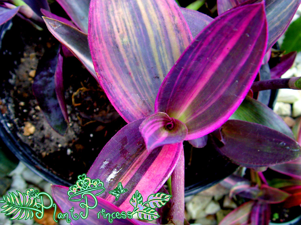 The Plant Princess Variegated Purple Queen!