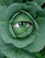 The Cabbage is Watching You!!!