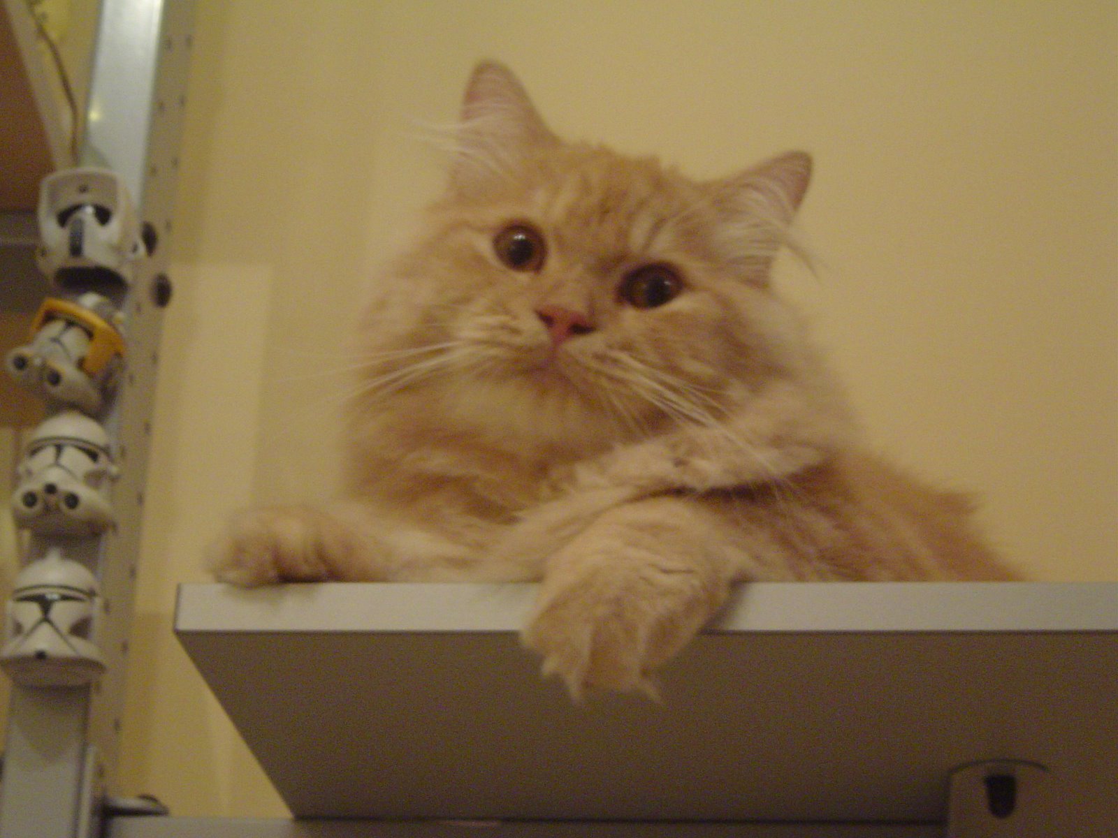 [Benji+up.JPG]