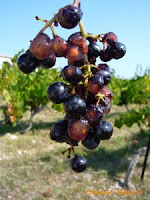 merlot berries ripen skins