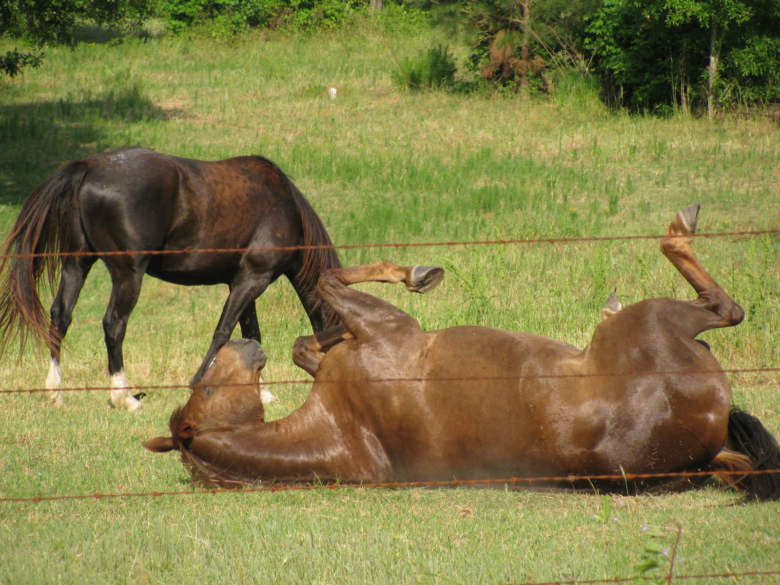 PrunePicker Pea Ridge Horse Show