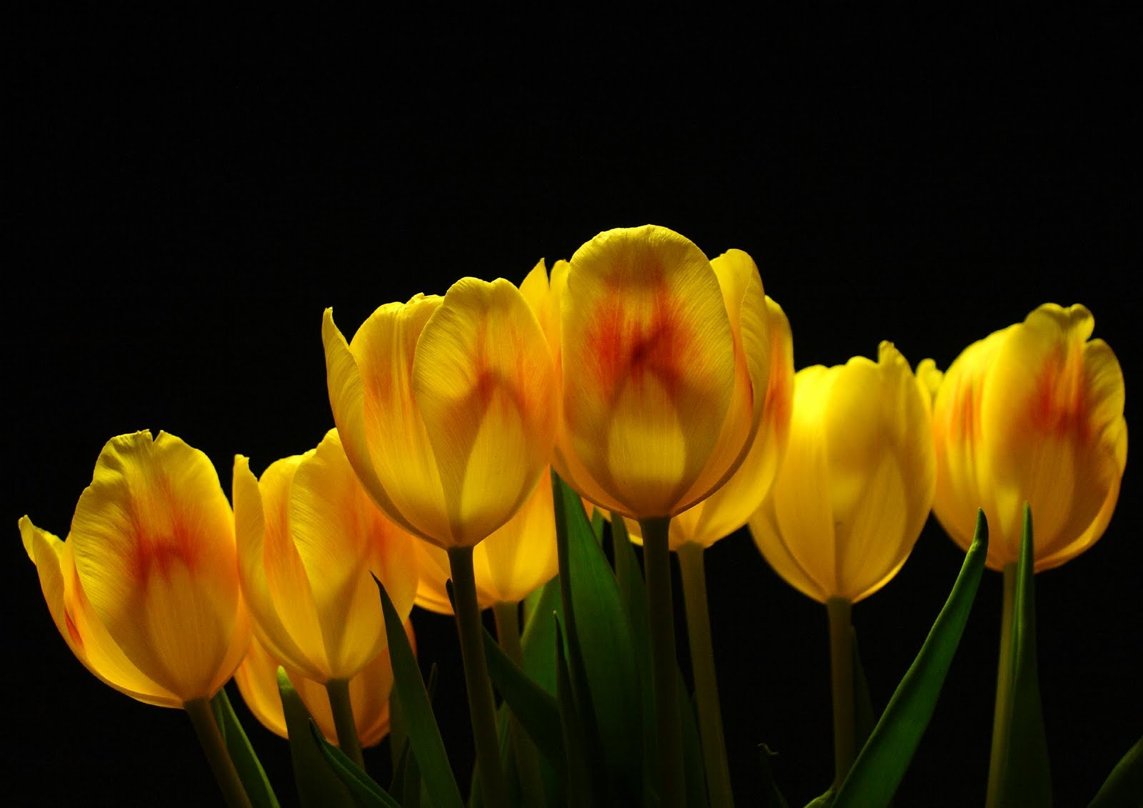 Tulips Flowers wallpapers | Tulips images |Tulips Pictures