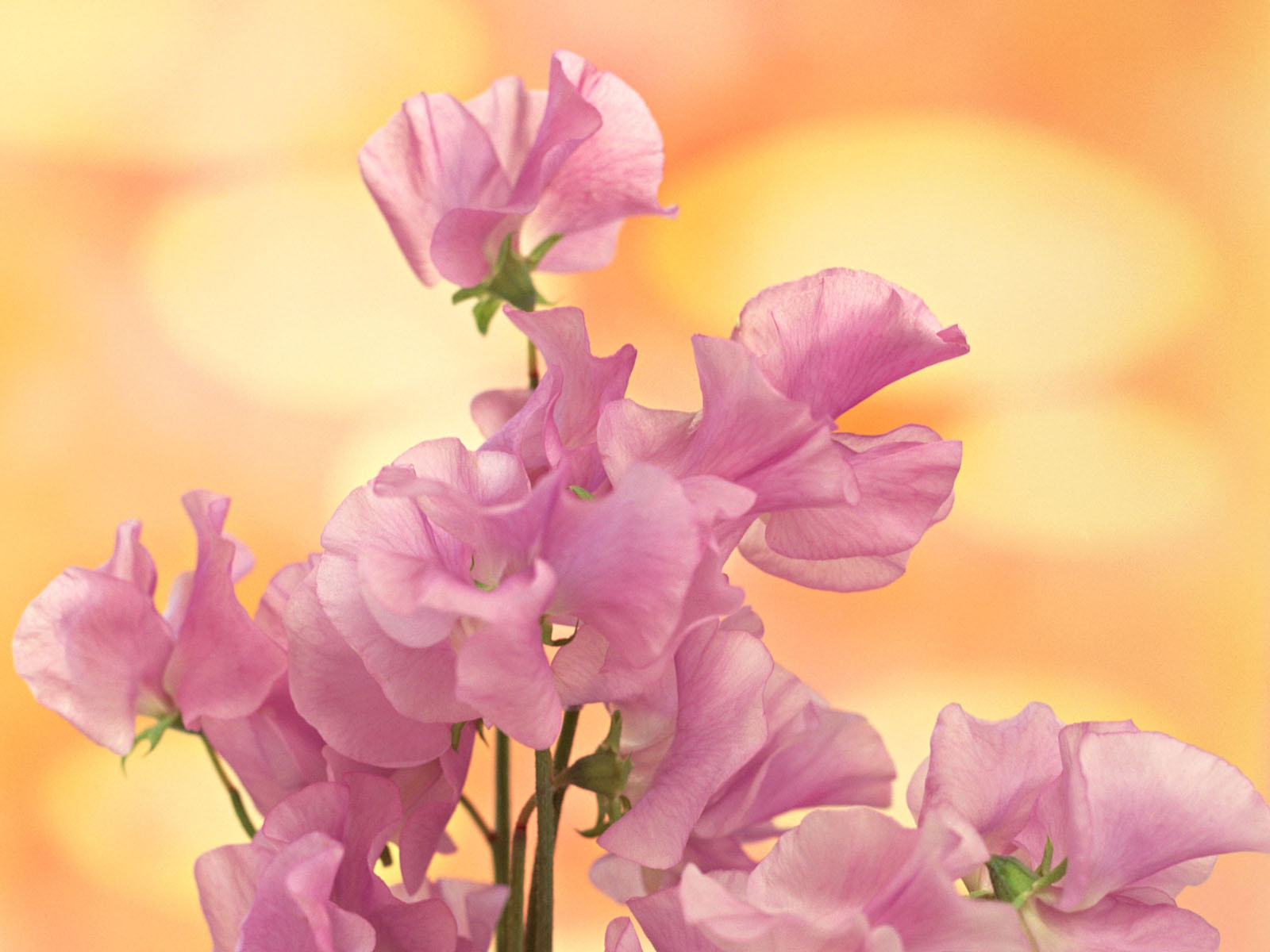 Rare Exotic Flowers Species HQ photos and Wallpapers