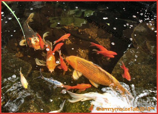 Fishy Fishy In The Brook. 43 Fishy, fishy in the rook.