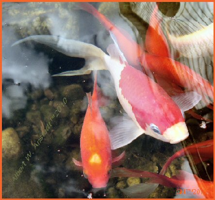 Fishy Fishy In The Brook. 43 Fishy, fishy in the rook.