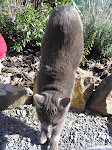 Griffin in the Garden