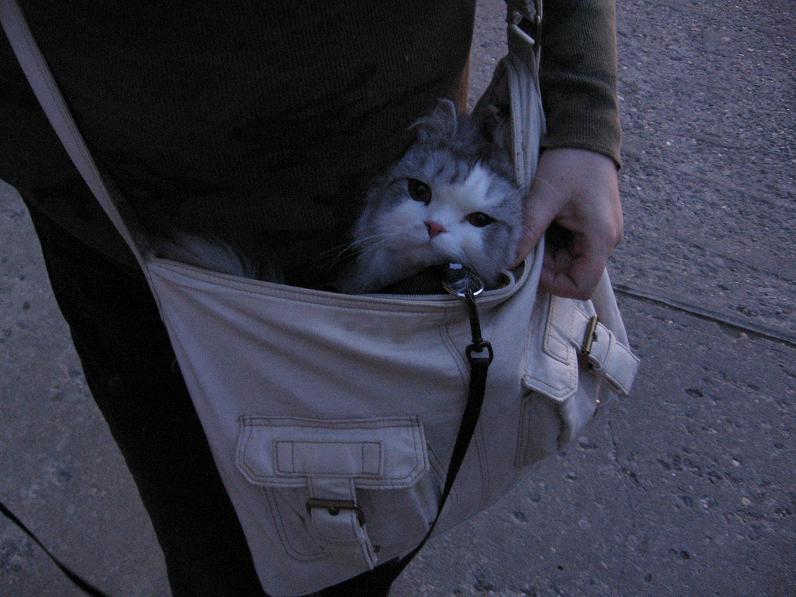 [Cat+in+a+Bag.JPG]