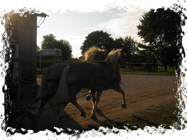 cavalli e carrozza....al tramonto....