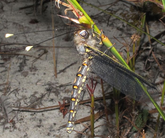 [Owlfly++001A++Ascalaphidae+sp..jpg]