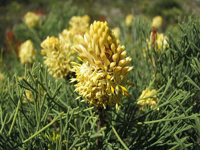 [Petrophile+fastigiata++007A.jpg]