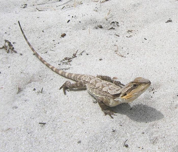 pygmy-bearded-dragon.jpg