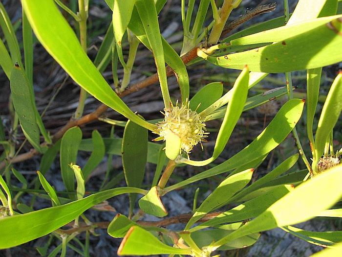 [Isopogon+polycephalus++001AA++Clustered+Coneflower.JPG]
