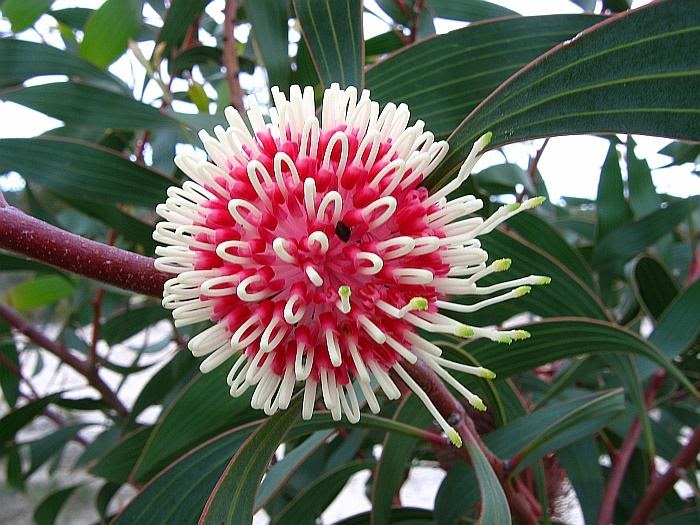 Esperance Wildflowers Pincushion Hakea Hakea laurina