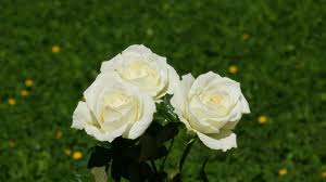 [ WHITE ROSES ]