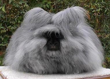 [Angora_rabbit+tavsan.jpg]