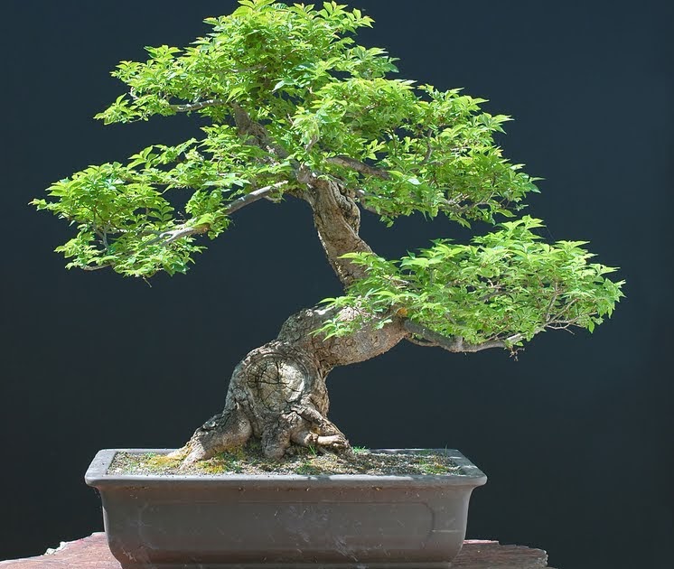 Caring for Juniper Bonsai How to grow Juniper Bonsai Growing Juniper