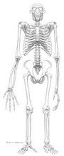Skeleton of Ardi 4.4 Bilion hominid