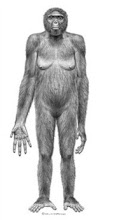 Reconstruction of Ardi our oldest hominid at 4.4 Billion