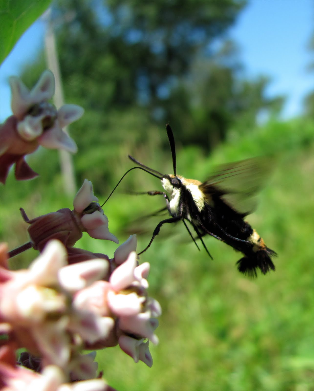bumblebee moth
