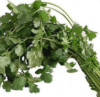 الكزبرة و فوائدها الرائعة‎ ..! Coriander+stalks+and+leaves