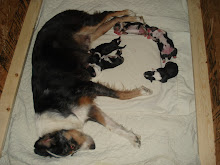 Harley and Pups