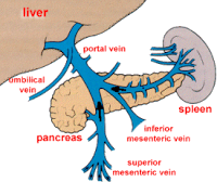 EVERYDAY IS A JOURNEY....: THE HEPATIC PORTAL SYSTEM