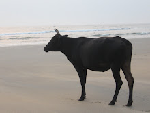 Cow gazing towards Arabian sea